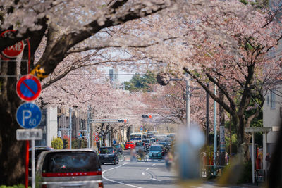 View of cherry blossom in city