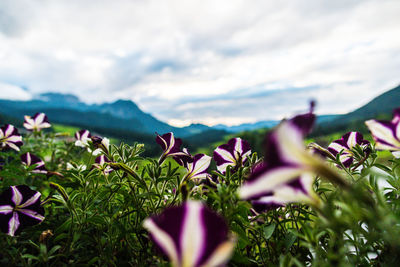 Close-up of purple flowering plants against sky