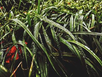 Close-up of water drops on leaf