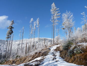 Trees on snow covered landscape against blue sky