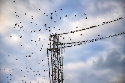 Low angle view of birds flying in sky