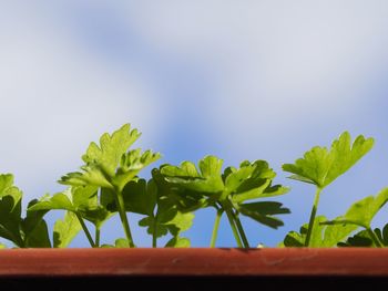 Low angle view of potted plant against sky