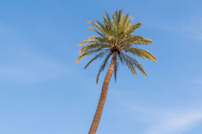 Low angle view of palm tree against sky