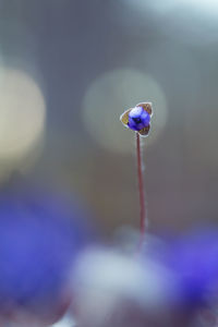 Beautiful blue anemone flower on the spring forest ground. shallow depth of field.