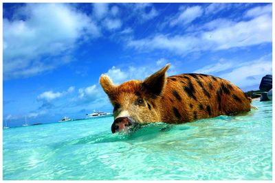 Pig swimming in sea at exuma