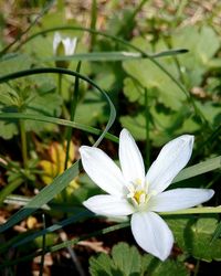 Close-up of white flowers