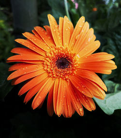 Close-up of wet orange daisy