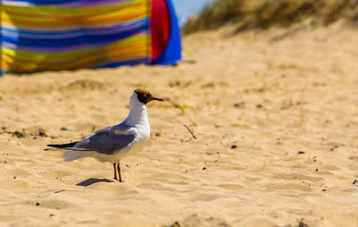 Seagull on beach