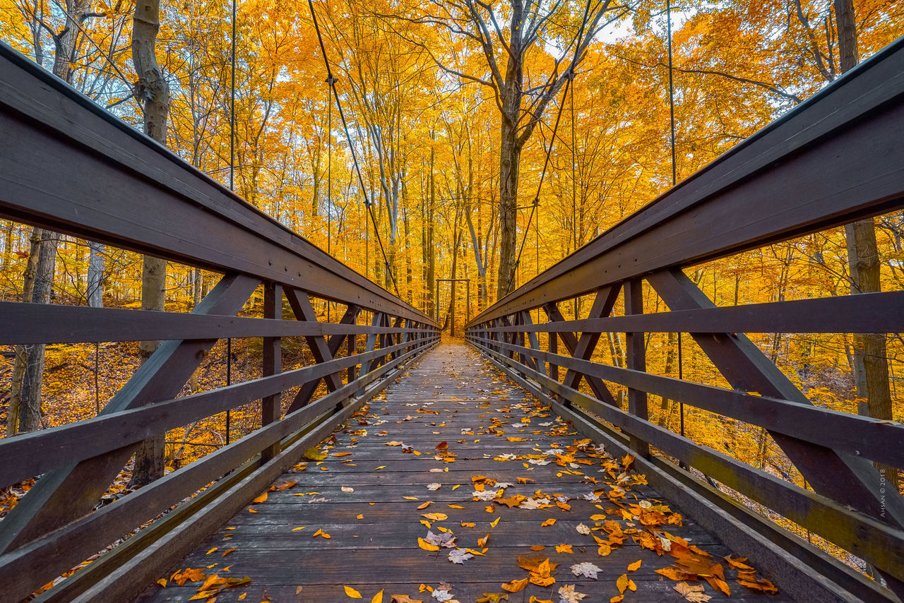 VIEW OF AUTUMN LEAVES ON FOOTBRIDGE