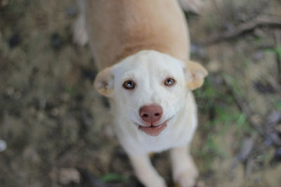 Close-up portrait of dog