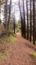 Dirt road passing through forest