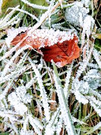 High angle view of red leaf on snow
