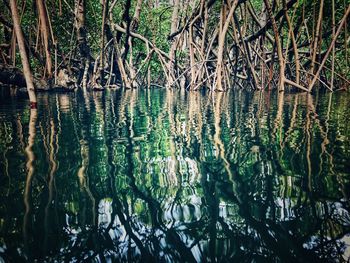 Scenic view of lake in forest