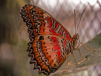 Close-up of butterfly on leaf