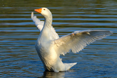 Close-up of swan swimming on lake