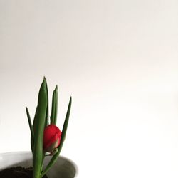 Close-up of tulip against white background