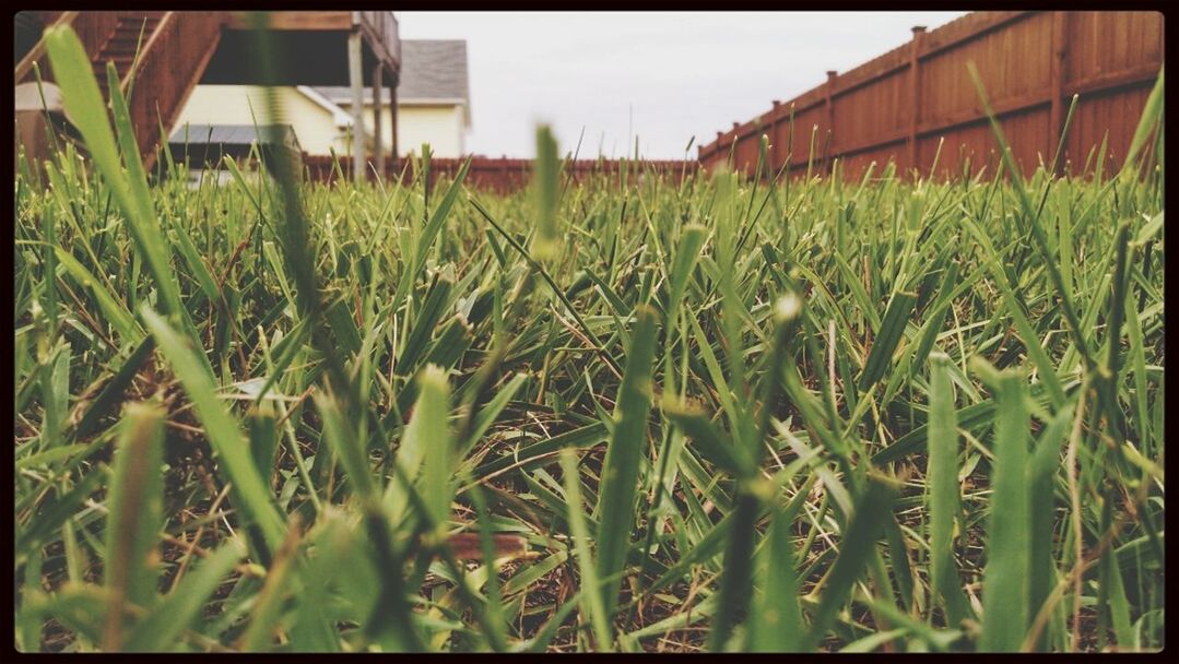 grass, transfer print, field, growth, green color, auto post production filter, grassy, plant, rural scene, nature, agriculture, farm, day, building exterior, outdoors, no people, house, built structure, sunlight, green