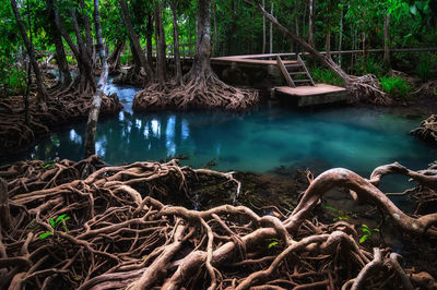 Scenic view of lake in forest