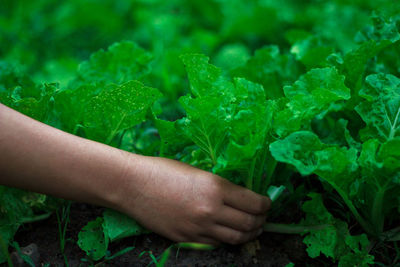 Hand harvesting vegetables