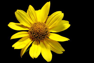 Close-up of yellow flower against black background