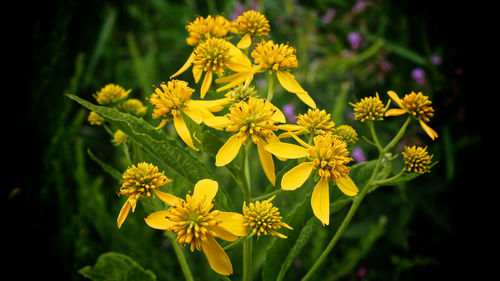 Close-up of yellow flowers blooming outdoors