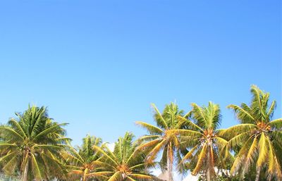 Green palm tree tops in front of blue sky