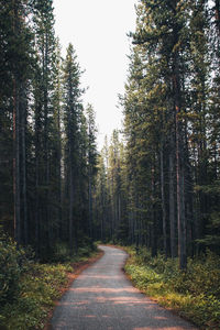 Road amidst trees in forest