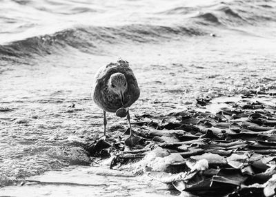 High angle view of seagull on rock at beach