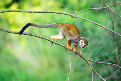 Monkey on tree branch