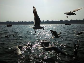 Seagull flying over water