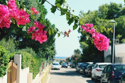 Pink flowering plant by road in city