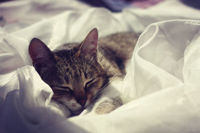 Close-up of cat resting on bed