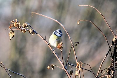 Close-up of birds perching on tree