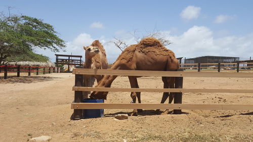 View of horse in ranch against sky