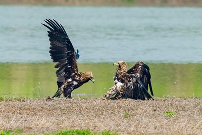 Eagles fighting on field by lake