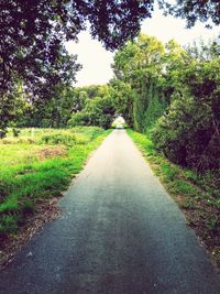 Empty road along trees and plants