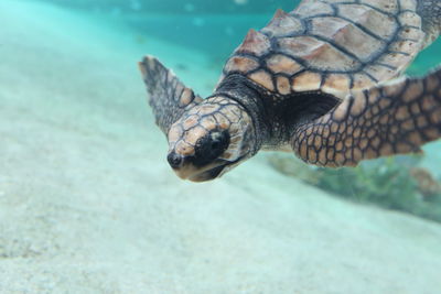 Close-up of turtle swimming in sea