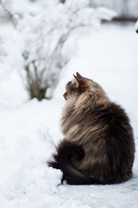 Horse sitting on snow during winter