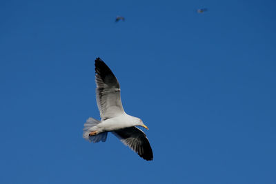 Low angle view of seagull flying