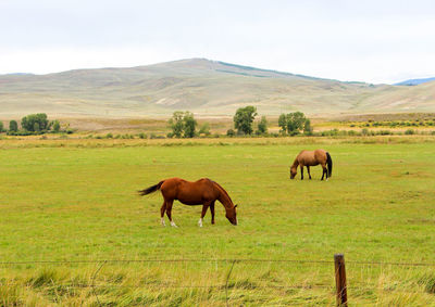 Brown horses grazing on field against sky