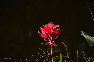 Close-up of red flowering plant