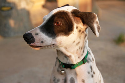 Close-up of dog looking away