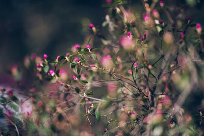 Close-up of pink flowering plants on field