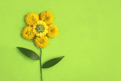 Close-up of yellow flowering plant