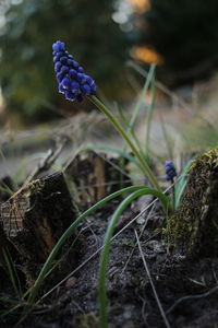 Close-up of purple flowering plant on field