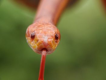 Close-up portrait of a lizard