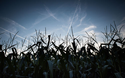 Low angle view of plants growing on field against sky