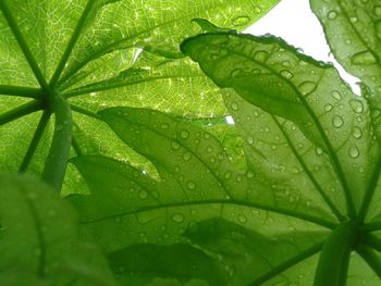 Close-up of water drops on leaf