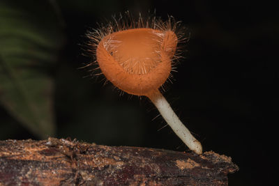 Close-up of mushroom