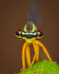 Close-up of insect on leaf